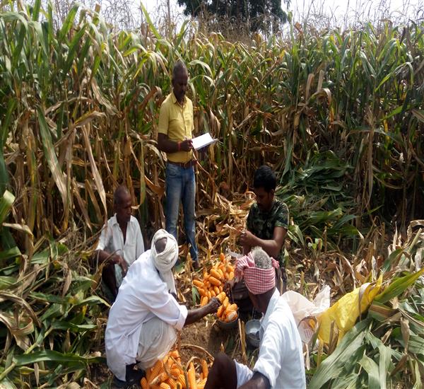 Warangal Urban District                                                                                                                                                                                                                                    - Crop Cutting Expts.,                                                                                                                                   - Maize CCE at Ambala Kamalapur                                                                                                                                                                                                                                   - dt.10/10/2018          